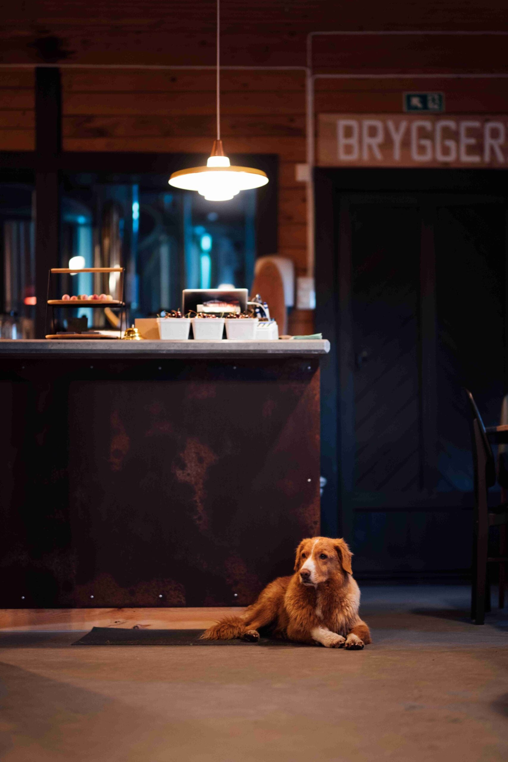 En gyllen hund ligger på gulvet i en koselig kafé med en mørk bar og lysinnredning.