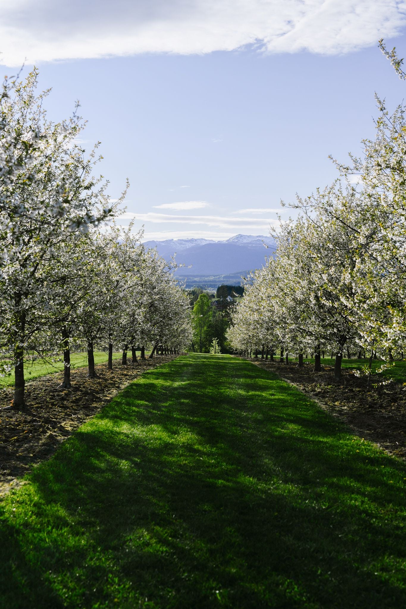 Blomstrende frukthage med teppe av grønt gress og fjell i bakgrunnen, under en klar blå himmel.