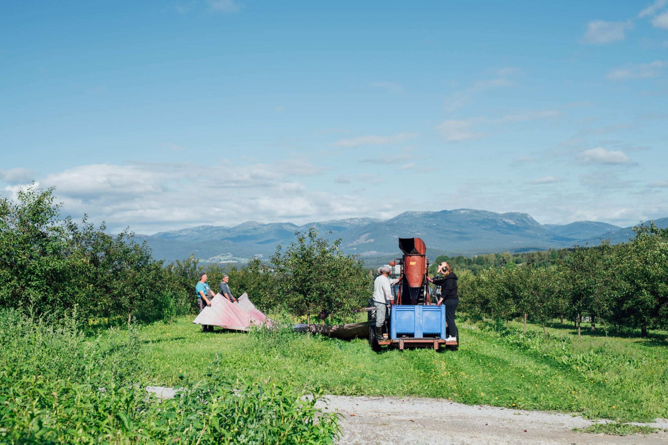 Bondearbeid i frukthage med folk som plukker og håndterer avlingene, med fjell i bakgrunnen.
